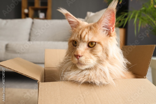 Cute beige Maine Coon cat s...