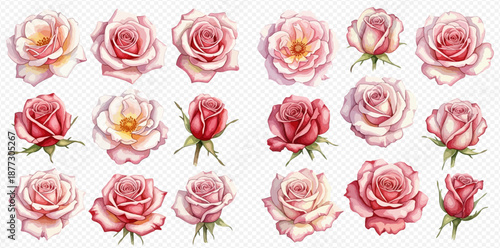 Collection of watercolor pink and red roses, blossoms, and buds on a transparent background, perfect for floral designs and wedding invitations.