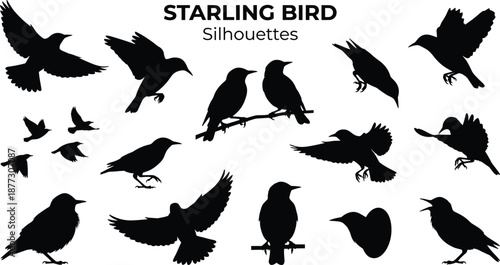 Starling bird silhouettes set featuring flying, perched, and calling poses, black isolated avian illustrations for wildlife education, logos, posters, nature prints, and creative design projects