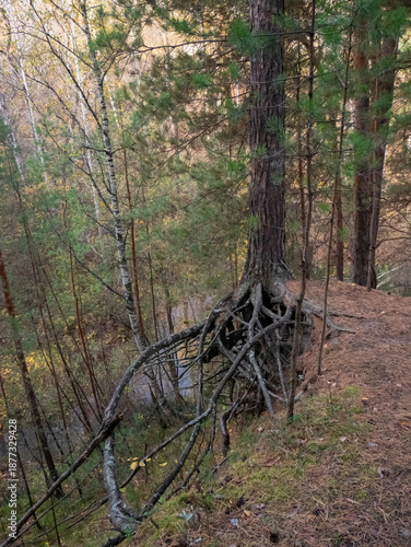 Fotografija Pine tree with exposed roots clinging to a steep forest bank