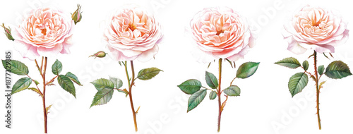 Floral composition of pink english roses, buds and leaves isolated on white background. Hand painted watercolor illustration vector
