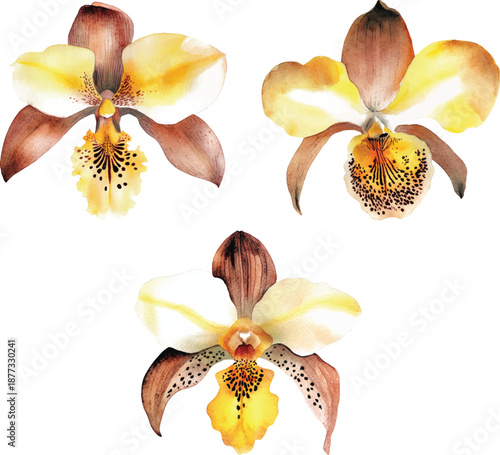 Watercolor Yellow Orchid Flower Isolated vector illustration