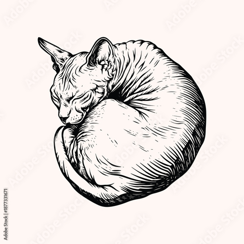 Sleeping Sphynx Cat Illustration, Hairless Cat Curled Pose Black and White Line Art