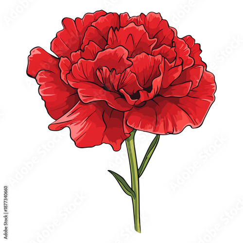 single carnation, red, mother's day, festival, vector, transparent background, flower, nature, plant, beauty, blossom, bloom, color, flora, floral