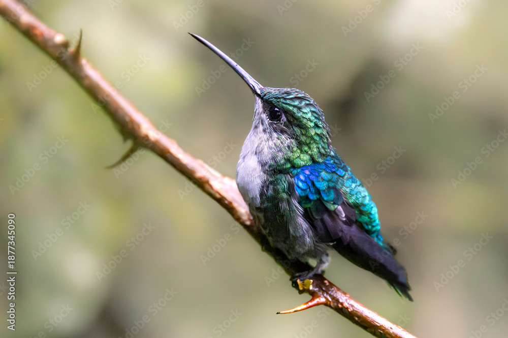 Fototapeta premium The young female Crowned woodnymph (Thalurania colombica) does not have brilliant emerald and violet plumage of the male, but she still looks impressive