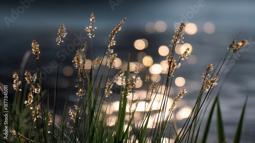 Grass at water's edge catches sunlight, bokeh glitters on dark surface