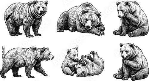 Vintage bear sketch, engraved style, wildlife drawing, bear poses, cubs playing, realistic fur texture, nature art, flat vector illustration