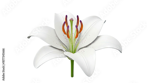 Close-up of a white lily with visible stamens and pistil