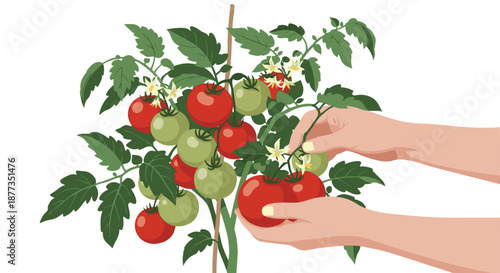 Person's hands carefully harvesting ripe red tomatoes from a lush green vine in a garden, illustrating fresh and organic produce.