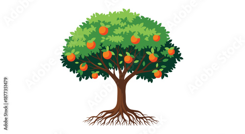 Lush green orange tree with ripe fruit hanging from its branches and a strong root system visible, isolated on a white background.