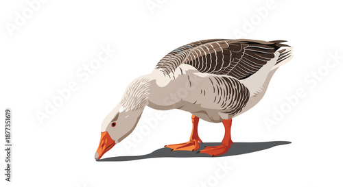 Realistic illustration of a domestic greylag goose bending down to eat or drink from the ground, isolated on a white background.