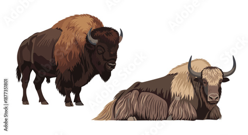 Set of two large bovine animals: a standing american bison and a resting tibetan yak with long hair and curved horns.