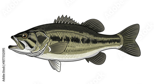 Realistic illustration of a largemouth bass, a popular freshwater game fish, with detailed scales and fins, isolated on white.