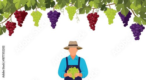 Farmer in a hat and overalls holding a bunch of green grapes under a border of hanging red, purple, and green grapevines.