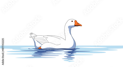 Peaceful white domestic goose swimming calmly in blue water, with its reflection visible on the surface, on a white background.