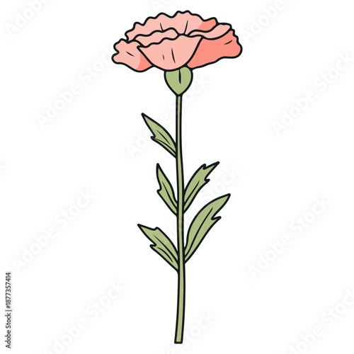 single carnation, pink, mother's day, festival, vector, transparent background, flower, isolated, plant, nature, blossom, carnation, floral, bloom, beauty, flora