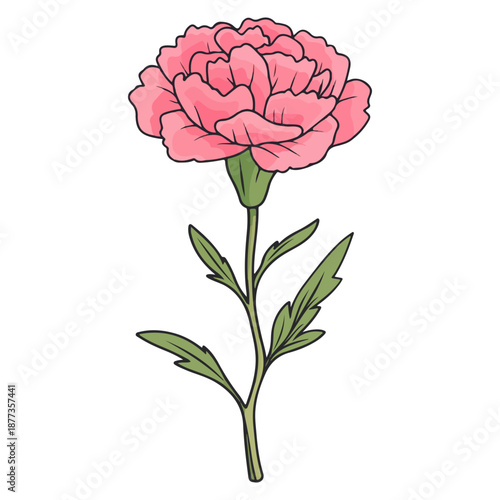 single carnation, pink, mother's day, festival, vector, transparent background, flower, isolated, plant, nature, blossom, carnation, floral, bloom, beauty, flora