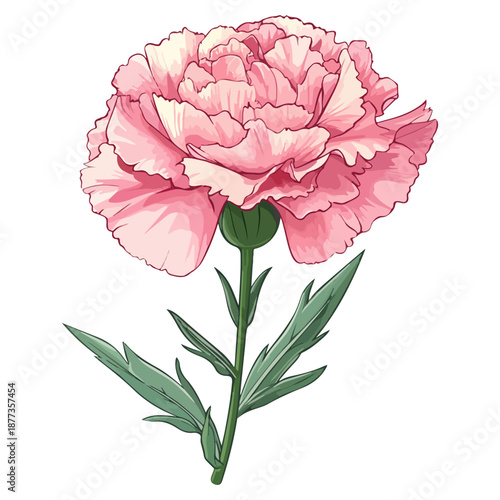 single carnation, pink, mother's day, festival, vector, transparent background, flower, isolated, plant, nature, blossom, carnation, floral, bloom, beauty, flora
