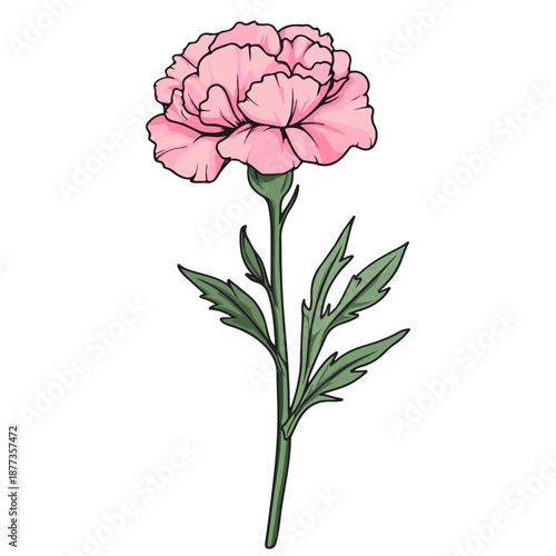 single carnation, pink, mother's day, festival, vector, transparent background, flower, isolated, plant, nature, blossom, carnation, floral, bloom, beauty, flora