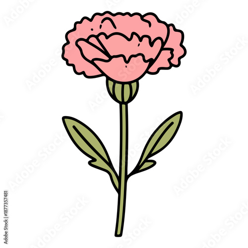 single carnation, pink, mother's day, festival, vector, transparent background, flower, isolated, plant, nature, blossom, carnation, floral, bloom, beauty, flora