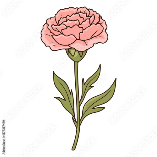 single carnation, pink, mother's day, festival, vector, transparent background, flower, isolated, plant, nature, blossom, carnation, floral, bloom, beauty, flora