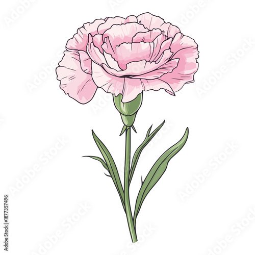 single carnation, pink, mother's day, festival, vector, transparent background, flower, isolated, plant, nature, blossom, carnation, floral, bloom, beauty, flora