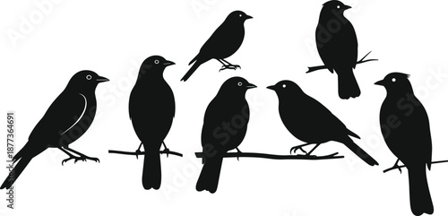 Black bird silhouette collection on branches, flying and perched avian shapes for wildlife illustration, nature design, isolated vector art set
