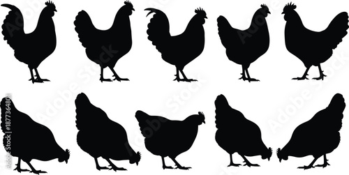 Chicken silhouettes set isolated on white background, farm poultry vector collection, rooster and hen poses, black animal shadow illustration