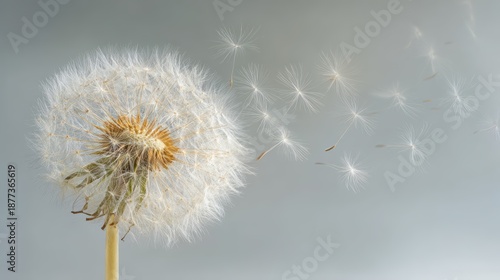 Whispering Wishes: A dandelion clock, delicate and ethereal, releases its seeds into the breeze, conveying the fleeting beauty of nature and the ephemeral quality of time.