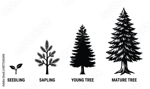 Detailed illustration depicting pine tree growth stages from seedling to mature tree, showcasing life cycle stages.