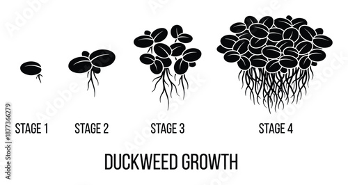 Duckweed growth stages vector illustration showing plant growth development cycle in aquatic plants from stage 1 to stage 4.