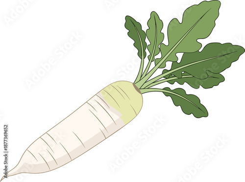 Daikon radish illustration, fresh white root vegetable with green leaves, healthy organic food concept, farm produce, cooking ingredient, clean vector style