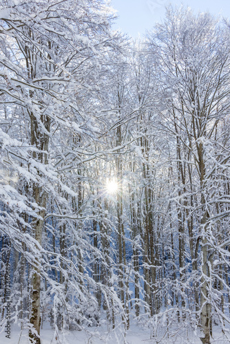 A beautiful winter moment where bright sunlight shines through snow-covered trees