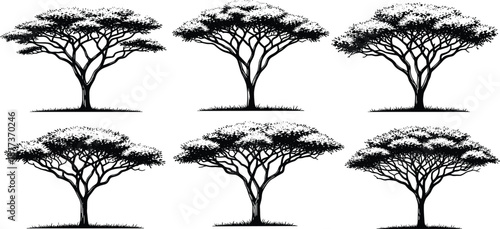 Acacia tree silhouette vector set, savanna tree icons, black nature shapes, botanical illustration bundle, wide canopy design, African landscape graphic