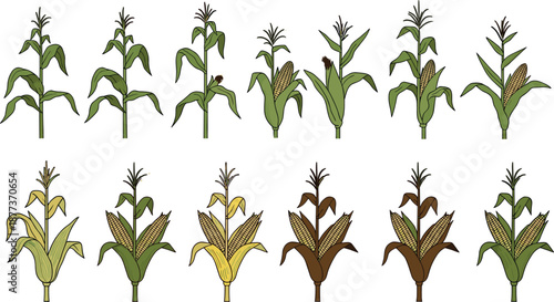 Corn plant growth stages vector set, agricultural crop icons, black silhouette design, farming lifecycle illustration, botanical development graphic bundle