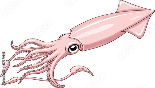 Squid illustration isolated on white background, detailed pink cephalopod sea animal, marine life concept, seafood graphic design, educational ocean wildlife artwork