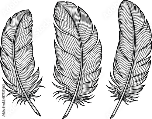 Feather silhouette vector set, black and white bird plume icons, detailed line illustration, nature design element, decorative graphic bundle