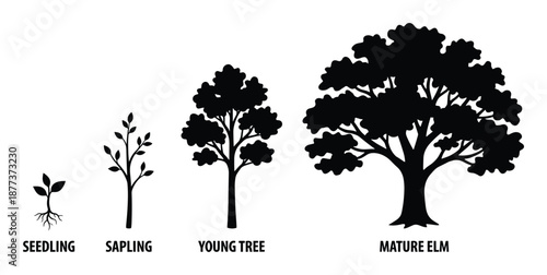 Tree growth stages vector illustration, showcasing seedling, sapling, young tree, and mature elm development.