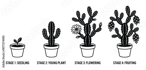 Vector illustration showing four stages of cactus growth: seedling, young plant, flowering and fruiting stages.