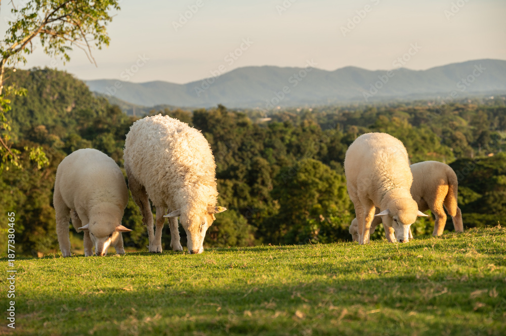 Obraz premium Fat chubby Sheeps eating grass in rural area of Chiang Rai province of Thailand. Sheep is a farm animal with thick wool that eats grass and is kept for its wool, skin, and meat.