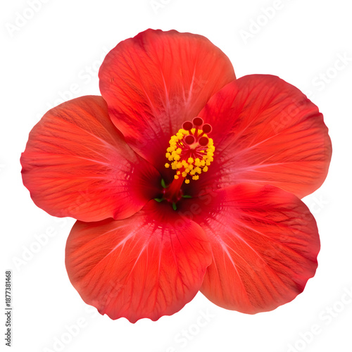 Wallpaper Mural Vibrant Red Hibiscus Flower with Yellow Stamens on Transparent Background bloom blossom Torontodigital.ca