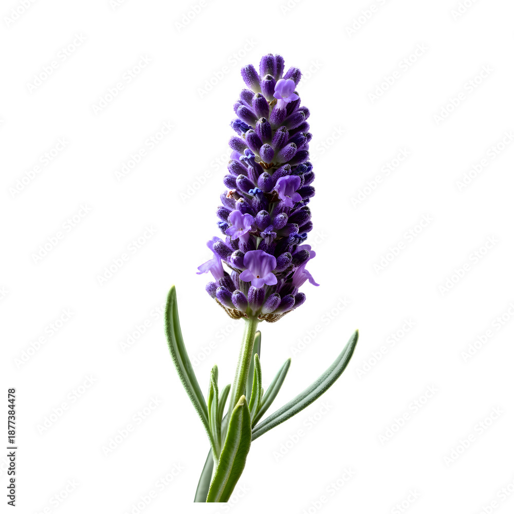 Fototapeta premium Single Purple Lavender Flower with Green Stems and Leaves Isolated on White Background