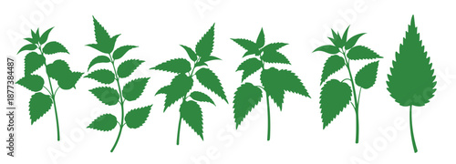 vibrant green nettle plant illustrated by hand perfect