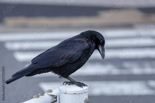 Iridescent sheen shows varied subtle colors in feathers of black crow perched on white railing post set against bokeh street crossing background.