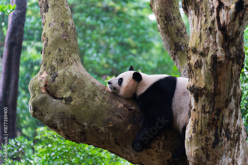 Giant Panda Sitting in Lush Forest Habitat in China