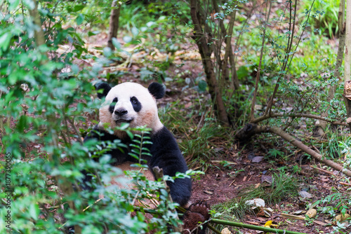 Giant Panda Sitting in Lush Forest Habitat in China