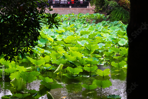 Lush Green Lotus Leaves Floating on a Garden Pond After Rain