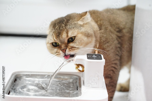 Cat drinking water from pet water fountain, showcasing its playful and curious nature. fountain provides continuous flow of fresh water, promoting hydration and health