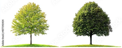 Isolated PNG of Tilia cordata on Transparent Background