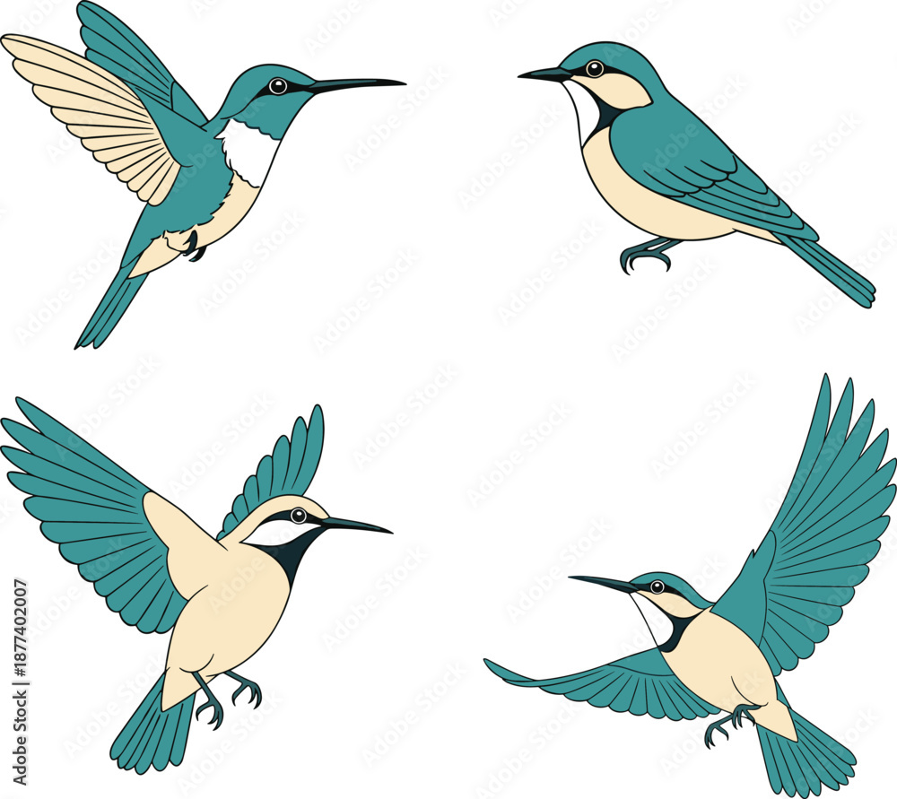 Fototapeta premium Flying bird illustration set, colorful vector songbirds in different poses, detailed wildlife nature elements isolated on white background